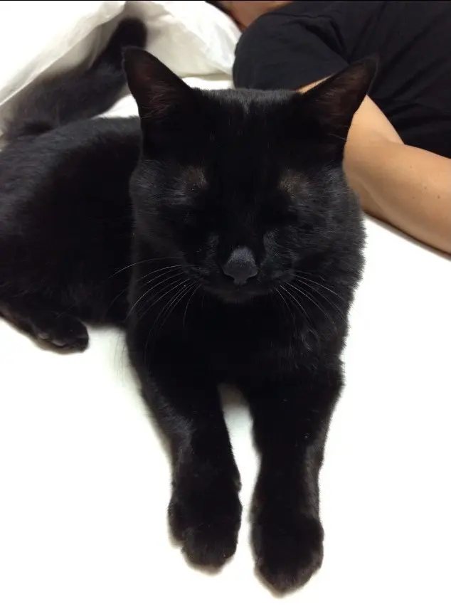 大好き！ペット④夫の仕事に同伴？ 自由人の画像_1