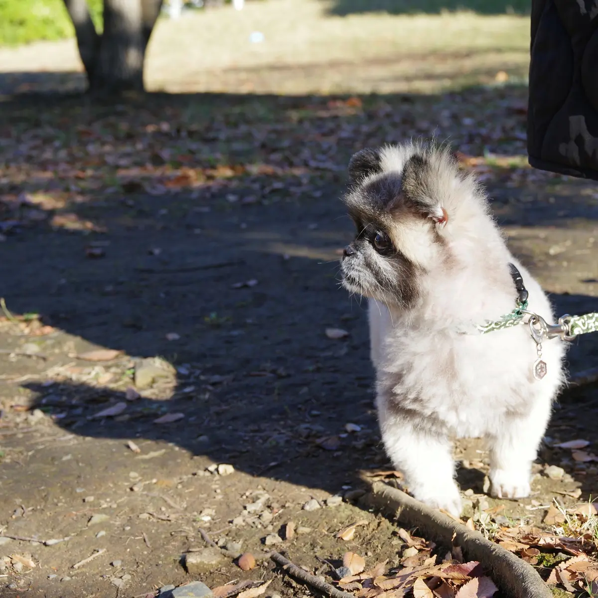 ずっと会いたかったワンコ。の画像_1