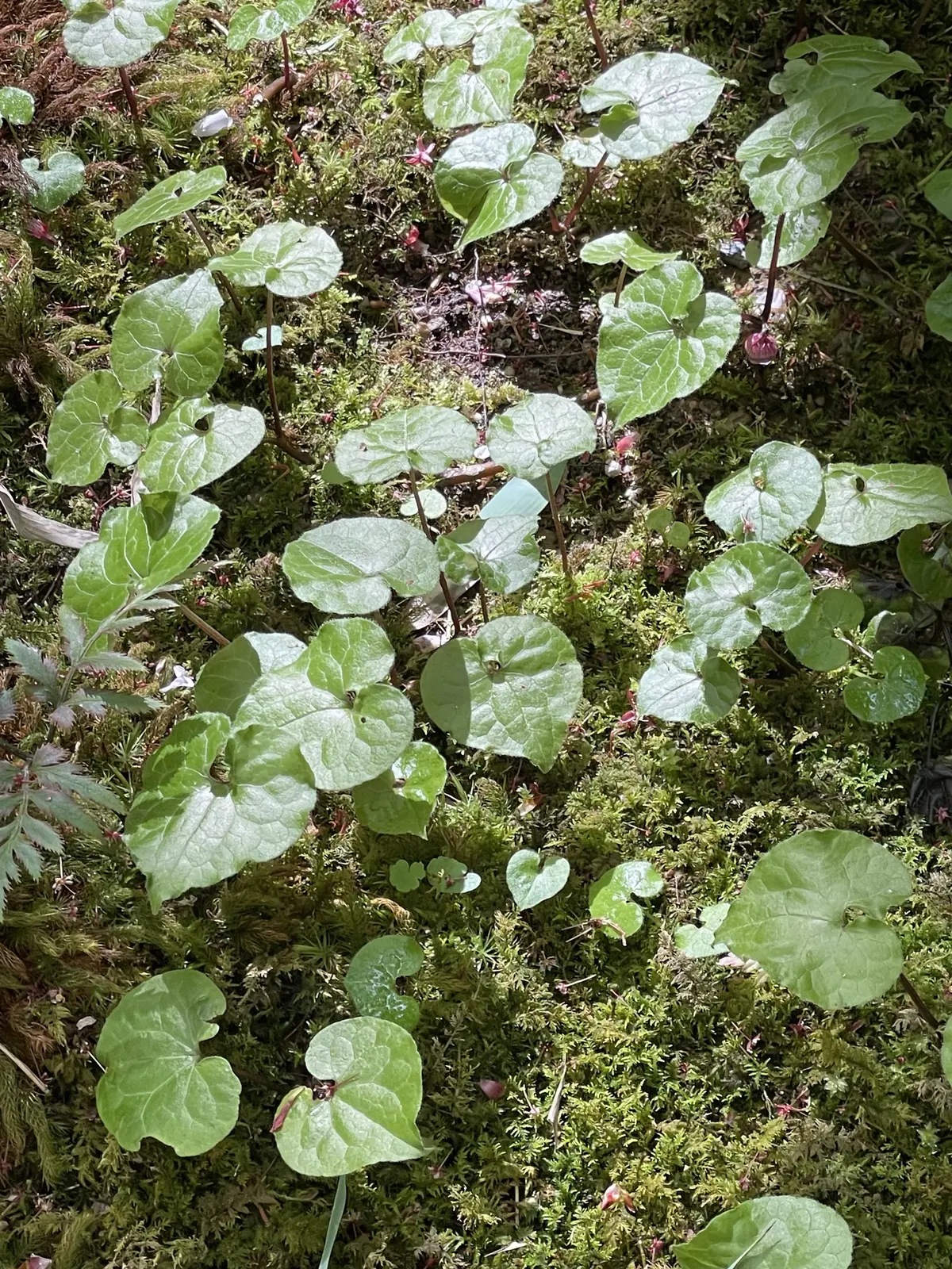 1枚で決まる華やかプリントワンピースと初の画像_6