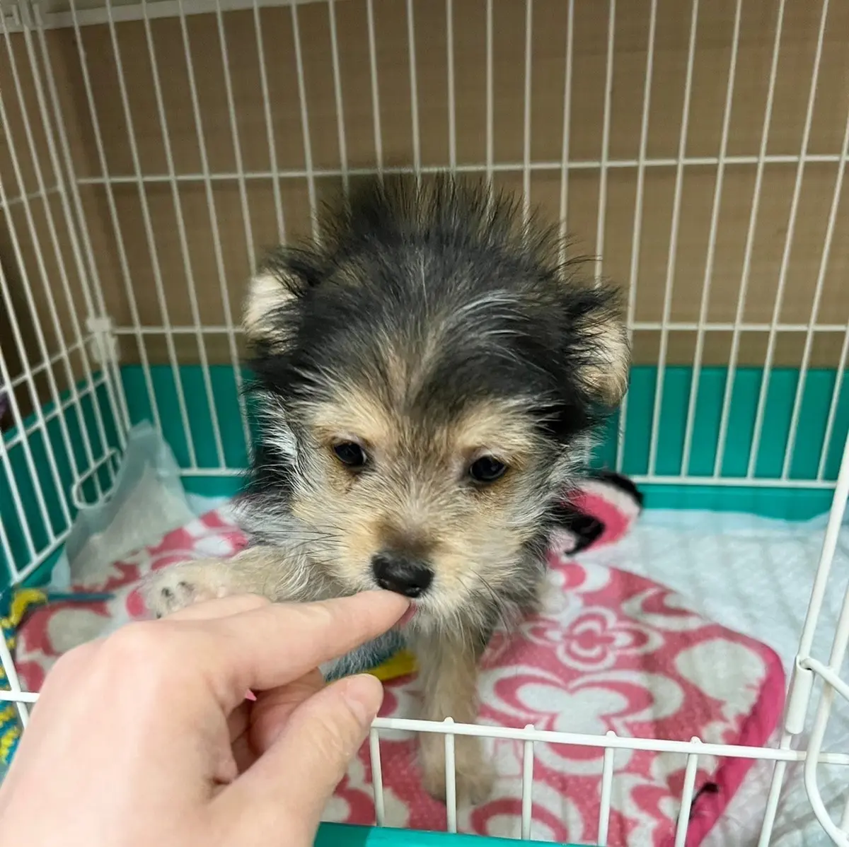 パピー時代のゾーイちゃん