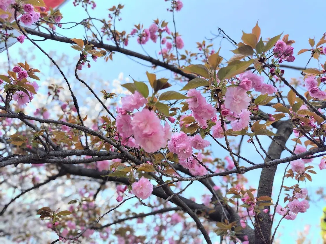 大阪造幣局　桜の通り抜け