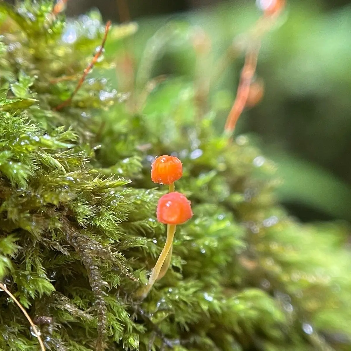 奥入瀬渓流　苔さんぽ