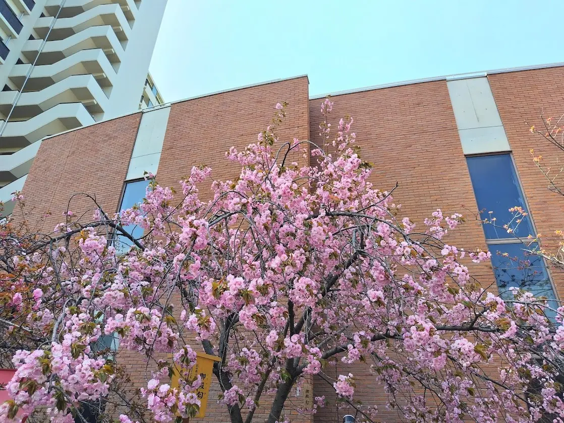 大阪造幣局　桜の通り抜け