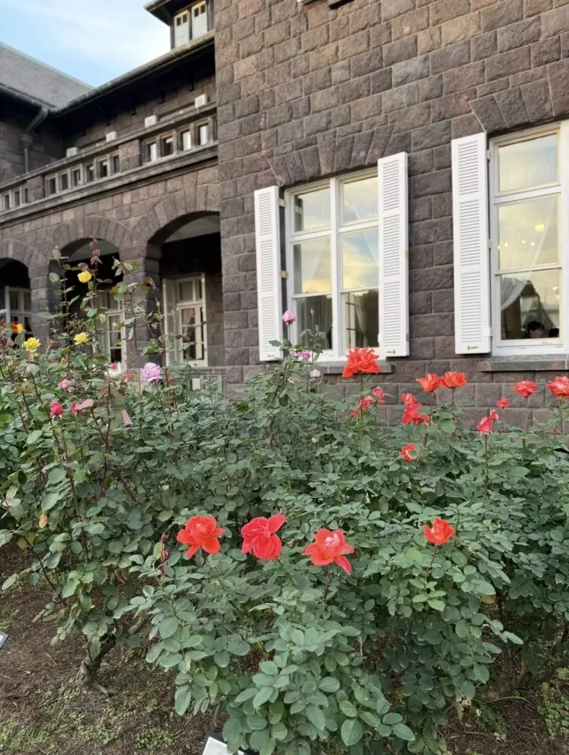 美しいバラと紅葉、旧古河庭園への画像_12