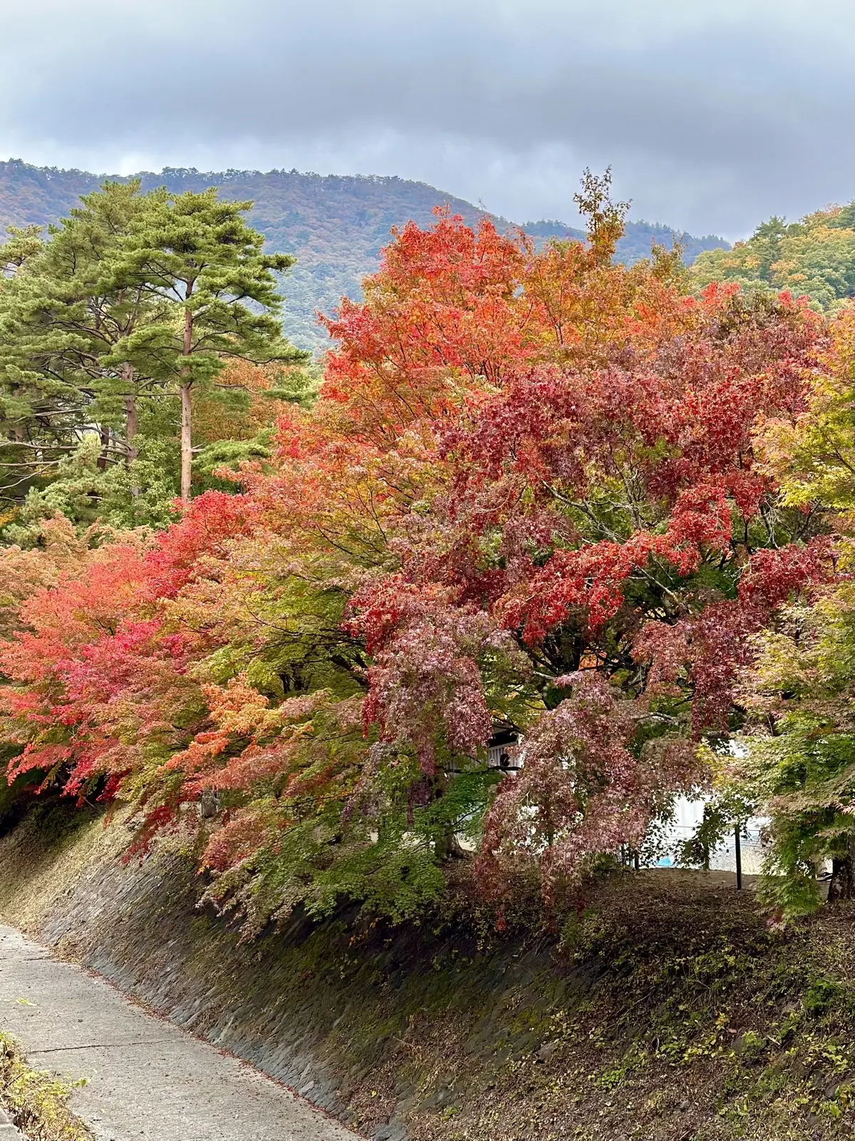 静かな時間と秋の景色を楽しむ河口湖の旅の画像_38