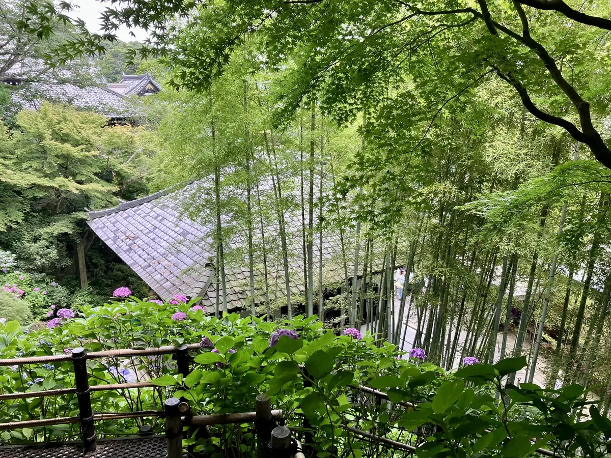 鎌倉紫陽花ツアーへの画像_10