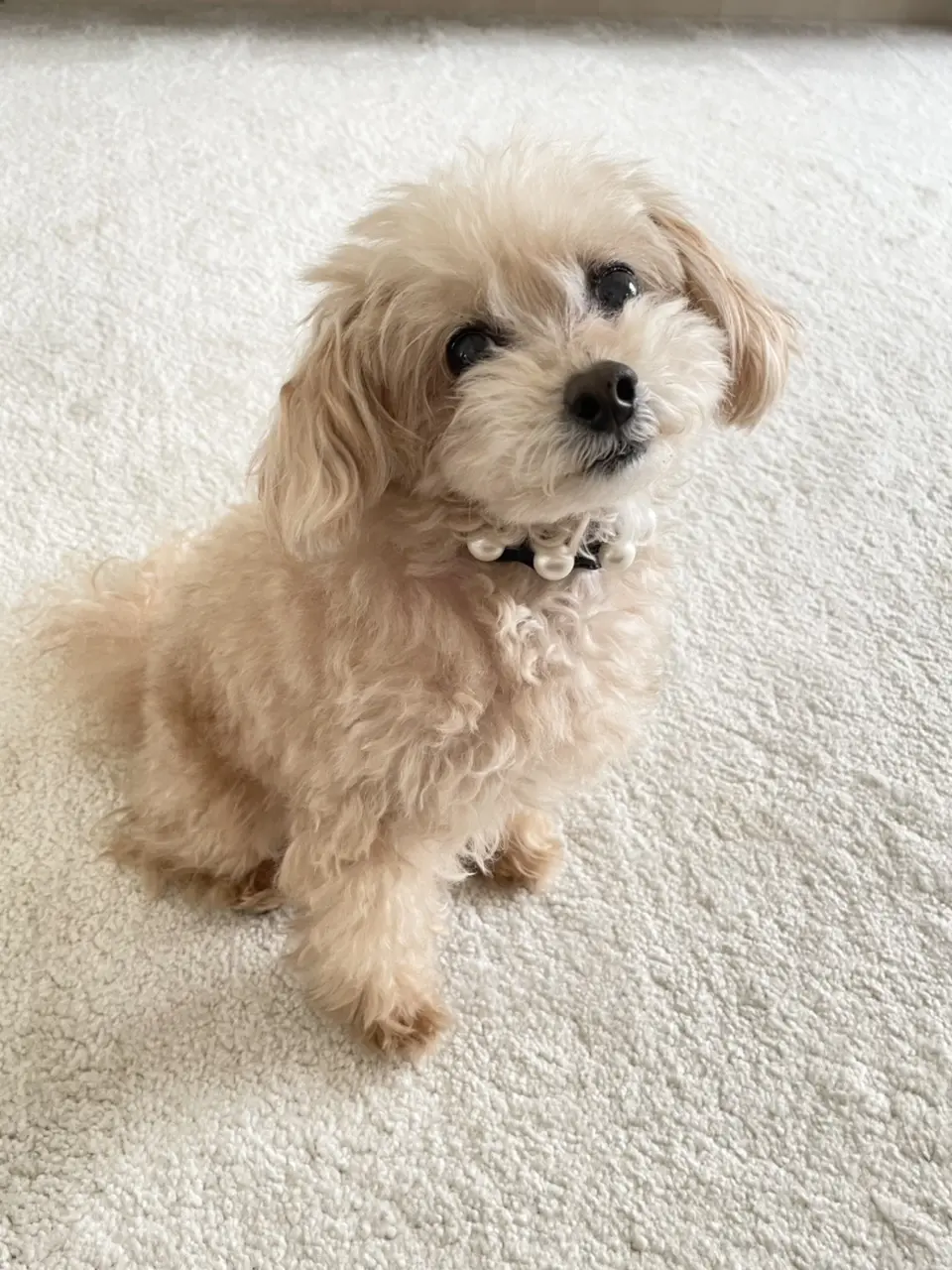 ZARAのショートジレ★3スタイルの画像_6