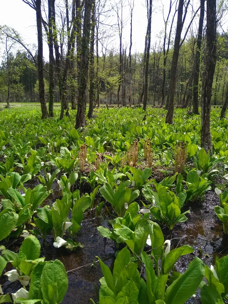 ミズバショウ②