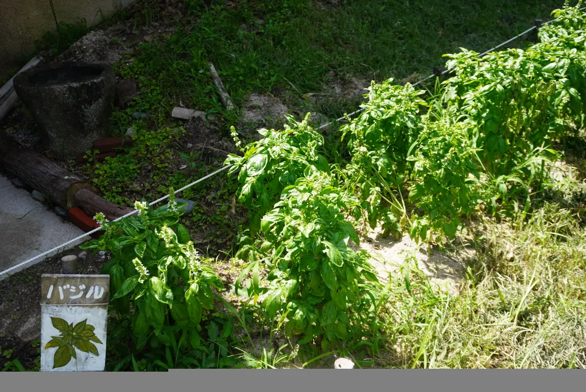 心身共に優しい癒しのスポットで爽やか夏デの画像_27