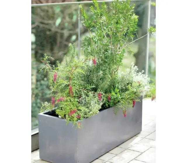 できるだけ大きい鉢を選ぶと 育てやすく、手間もかからない