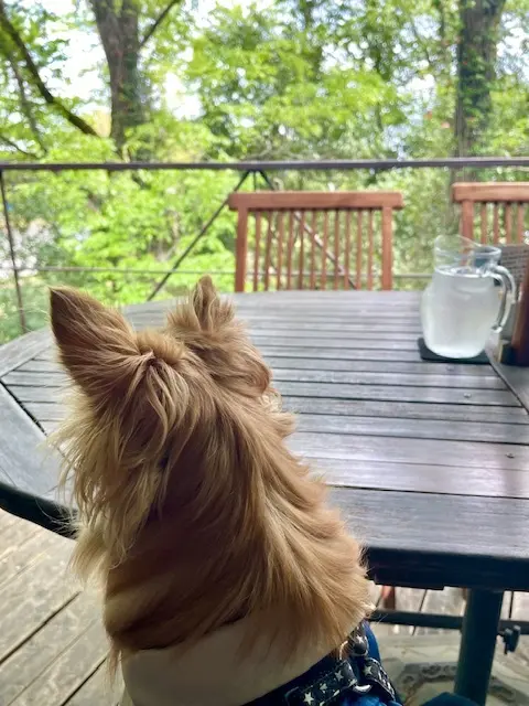 緑いっぱい自然の中で癒やされる素敵Cafの画像_1