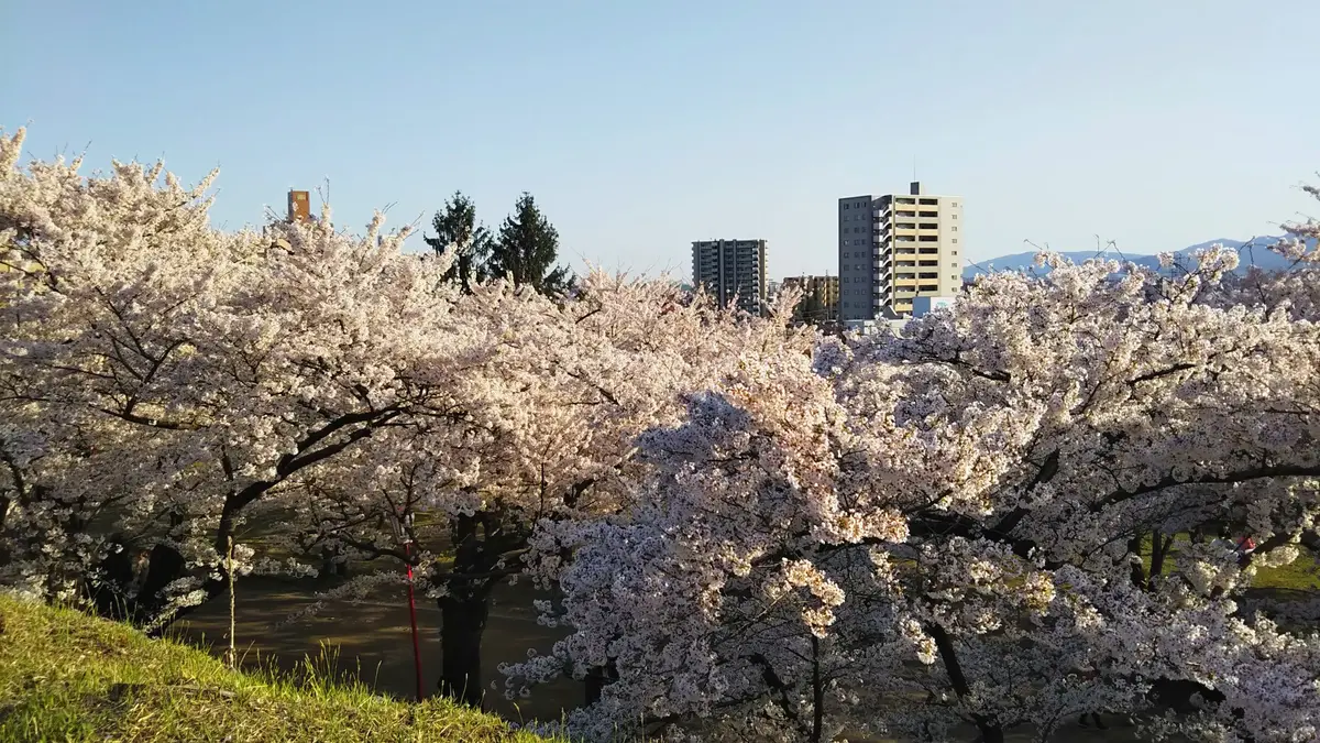 盛岡城跡公園の桜