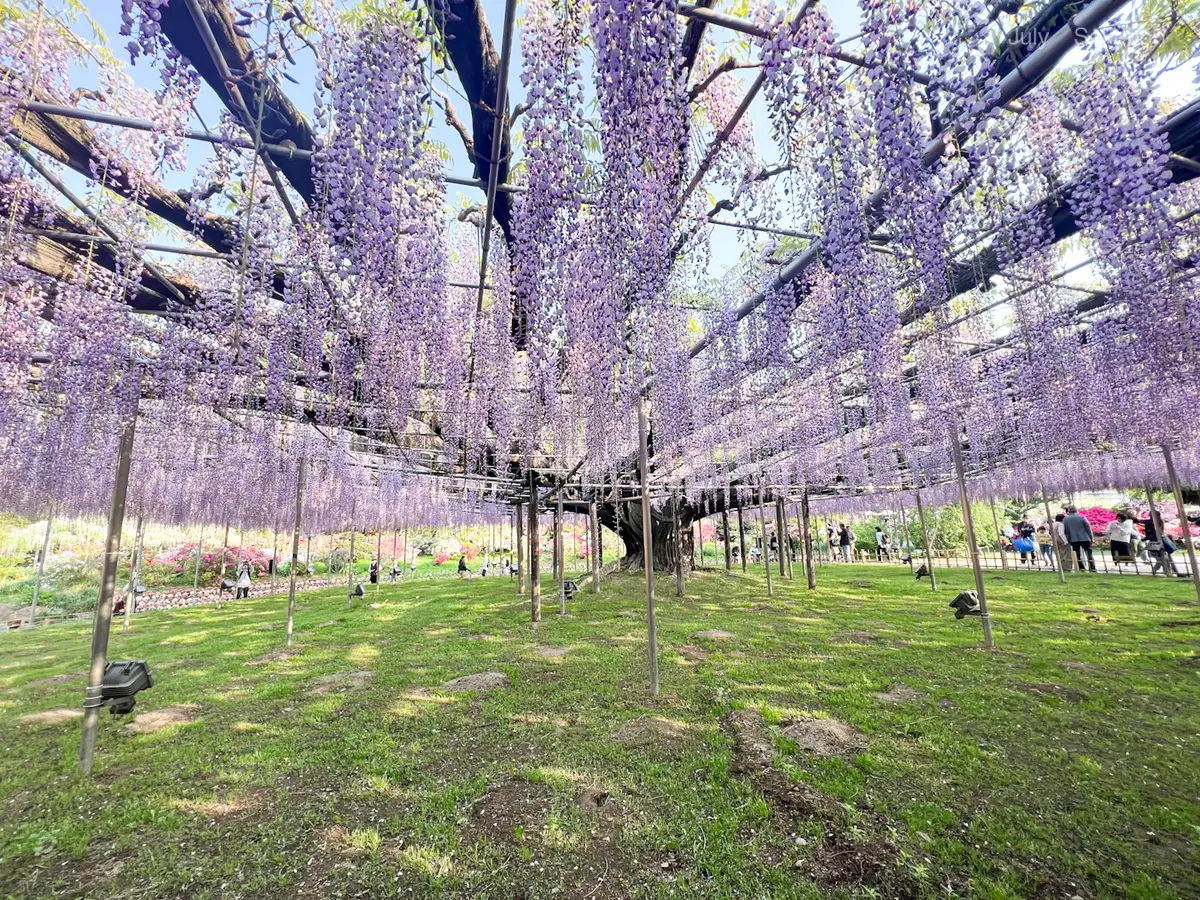 【あしかがフラワーパーク】奇蹟の大藤✨の画像_2