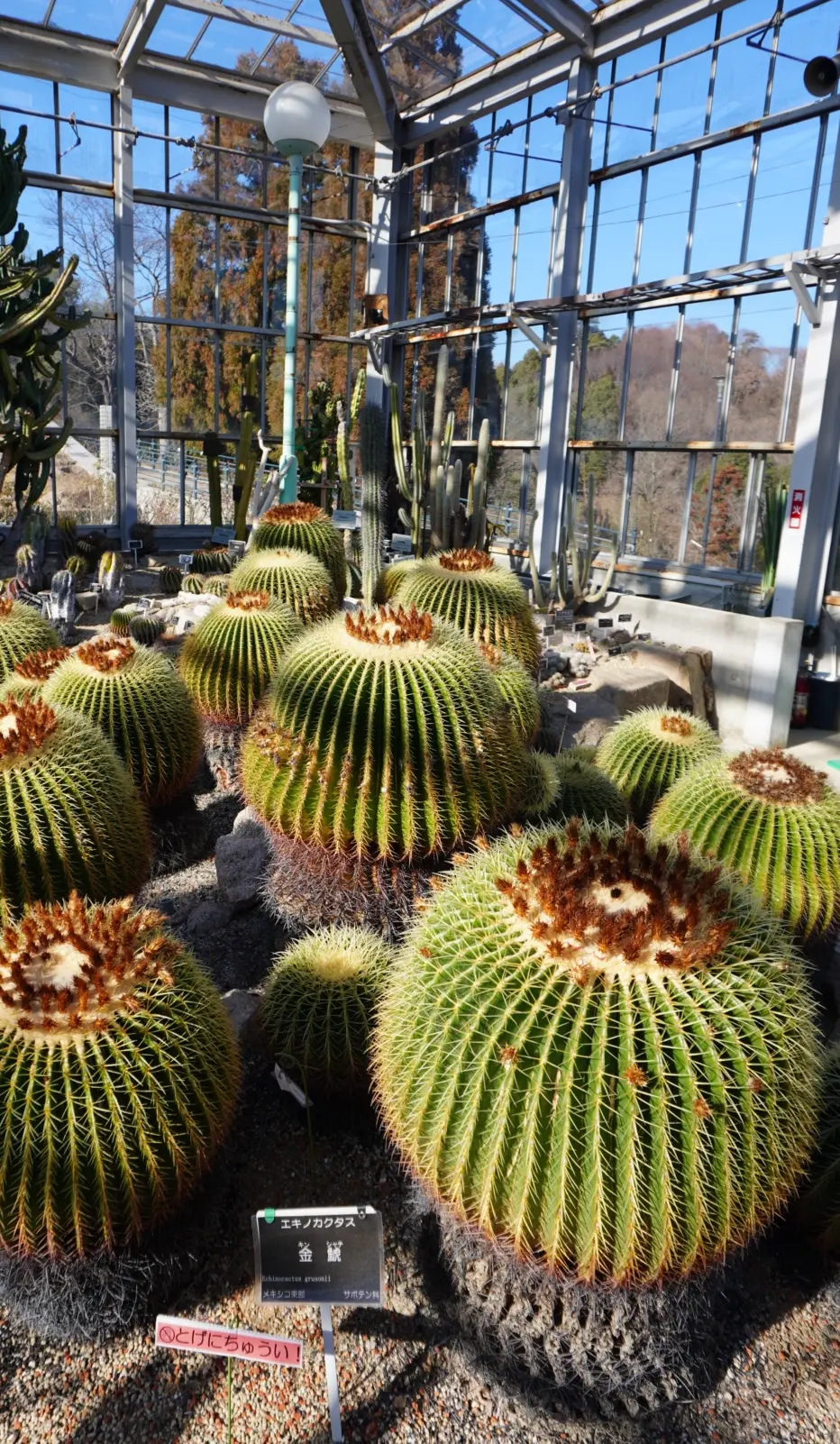 梅も桜も胡蝶蘭まで…花々に囲まれ春の訪れの画像_17