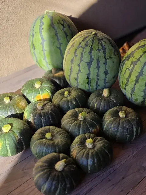 最近のお野菜たちの画像_3