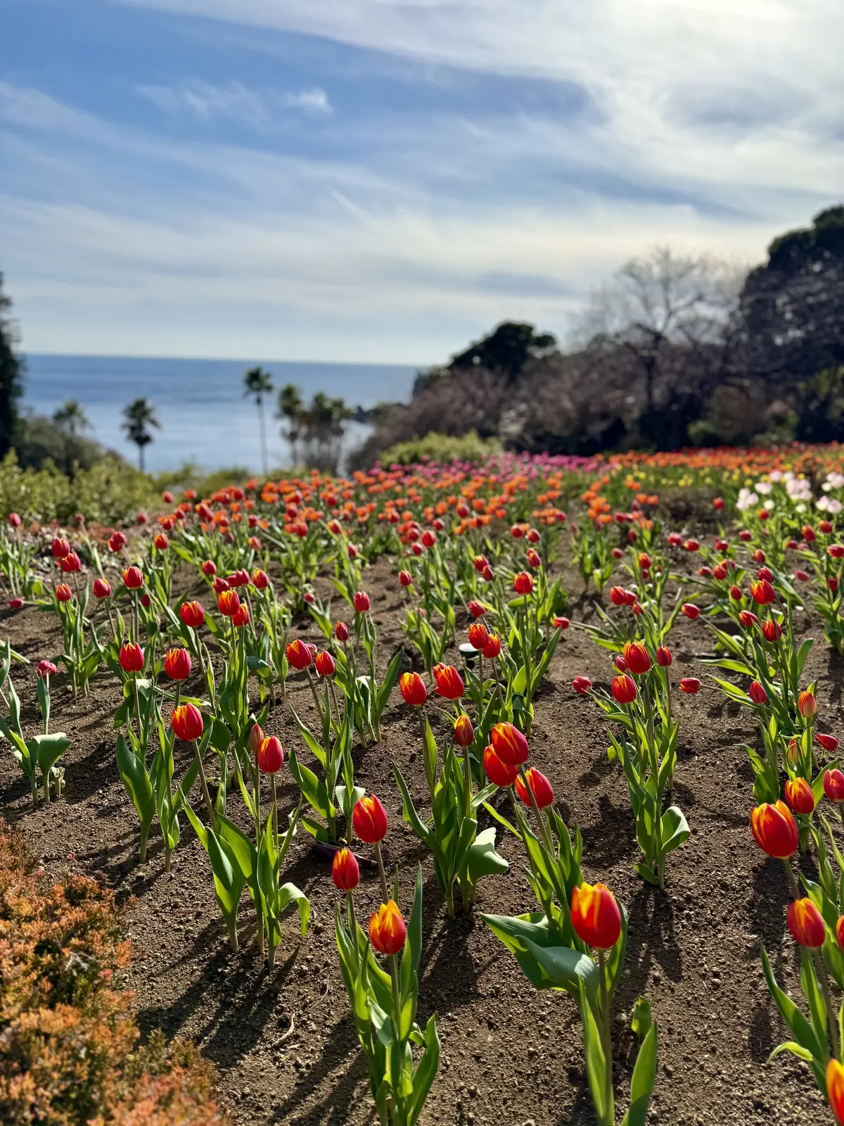 ニューヨークランプミュージアム＆フラワーガーデン　アイスチューリップ