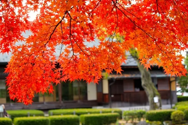 50代のお出かけ①　遠出が気持ちいい秋。の画像_3