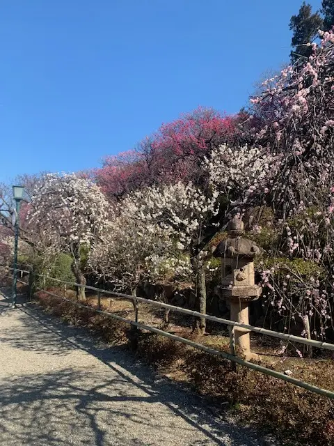 Farewell Blog：今朝の池上梅の画像_2