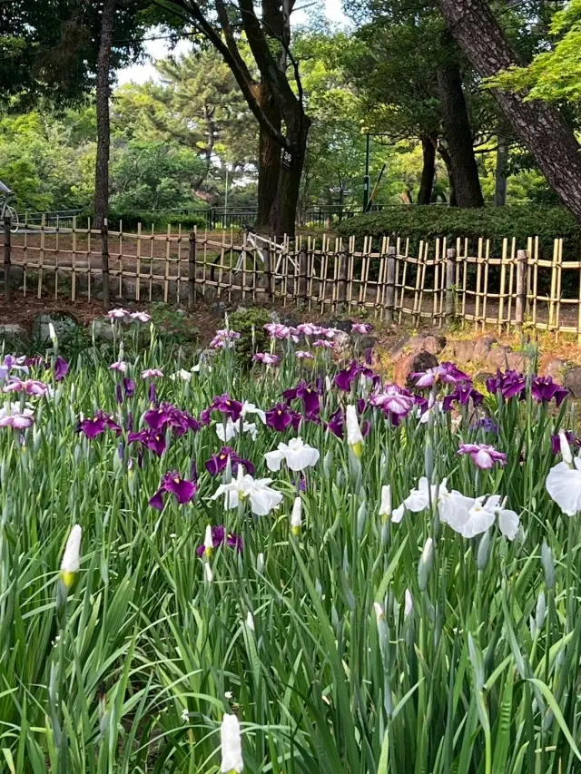 サックス侍さん　鶴舞公園公認アーティストの画像_9