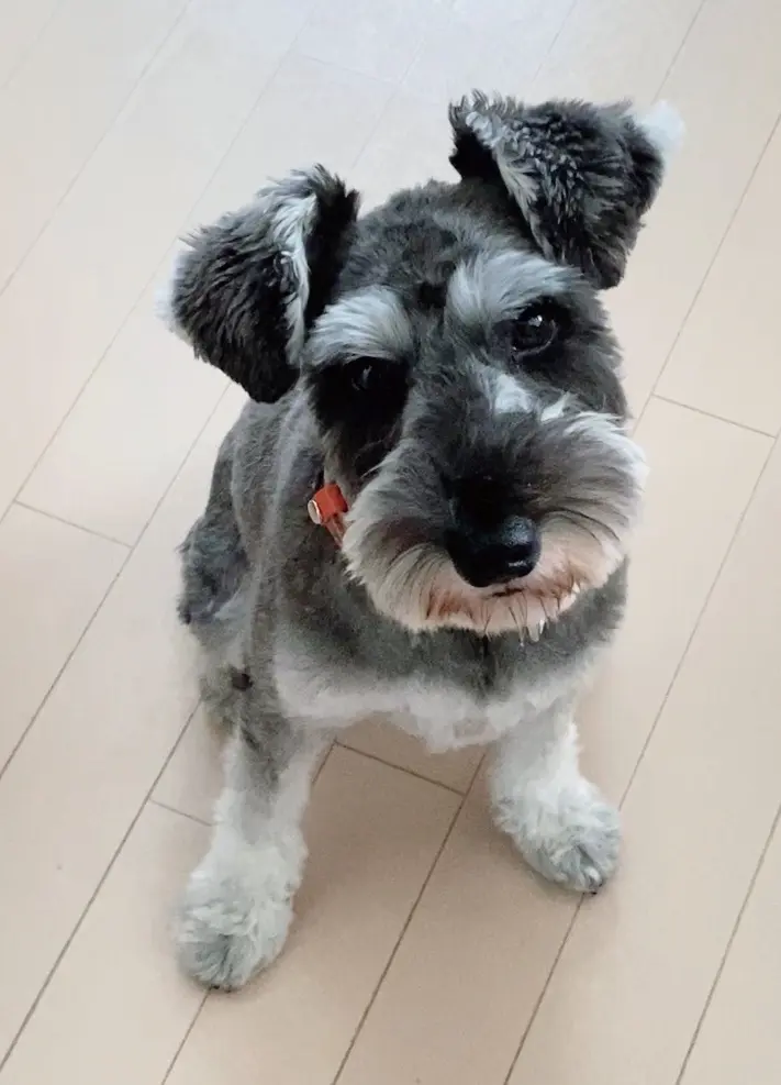 ジェラートピケで見つけたシュナウザー！もの画像_3