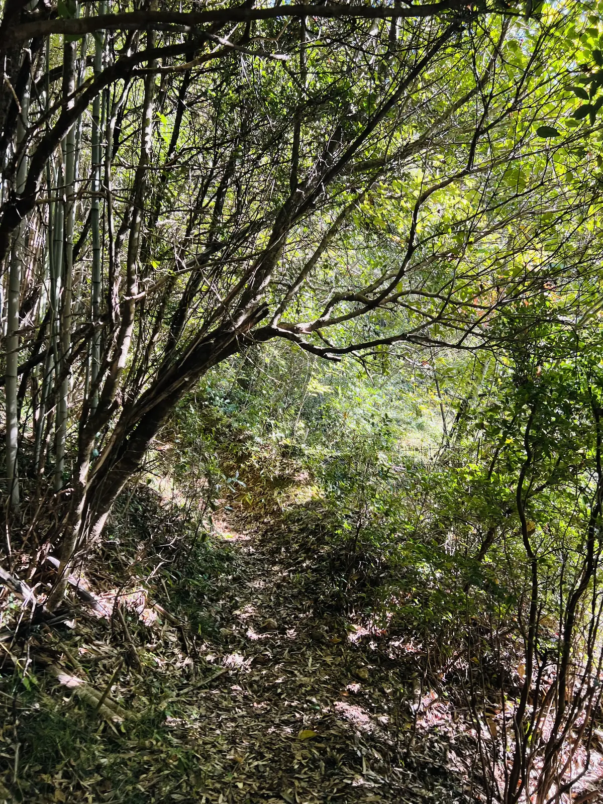 秋の恵みたっぷり！手作り酵素ドリンクの画像_1