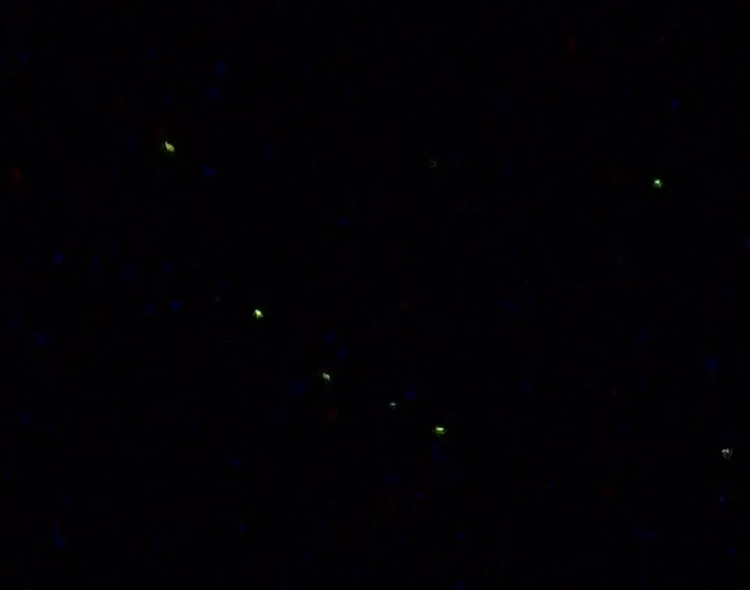 【広島旅行②】全然ゴージャスではないけれの画像_8