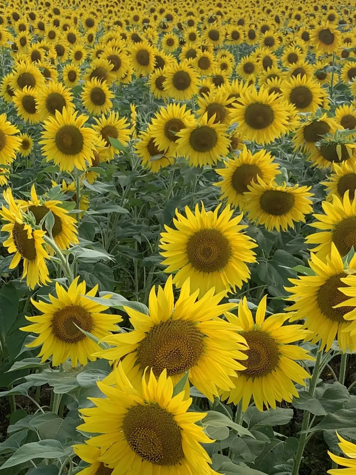 富士山とひまわり　花の都公園