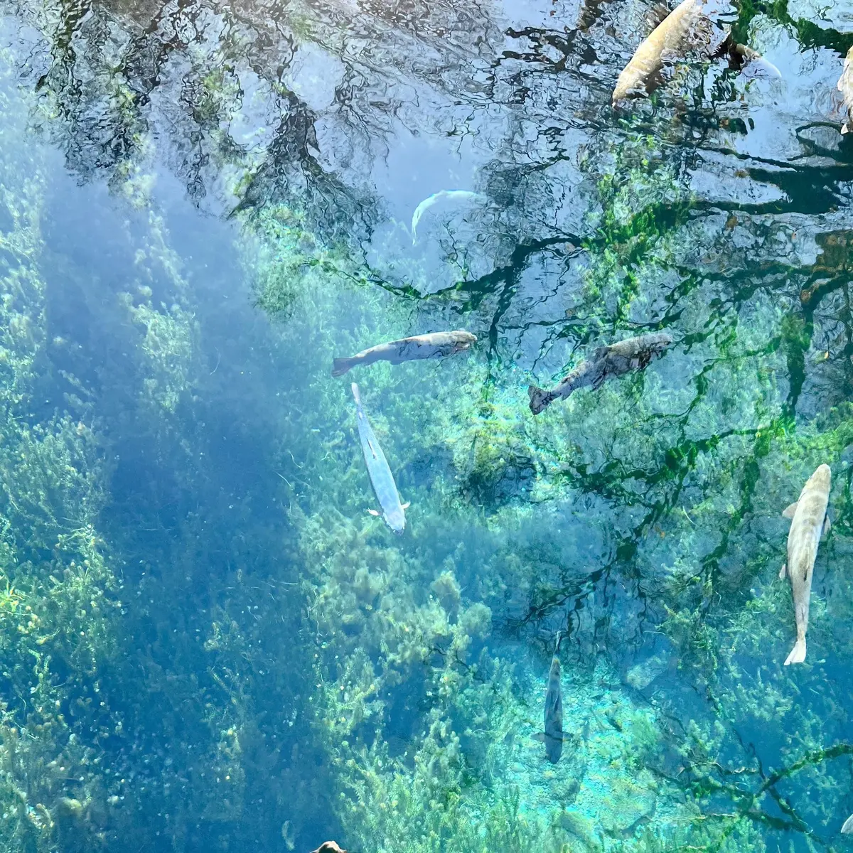 忍野八海「湧池」