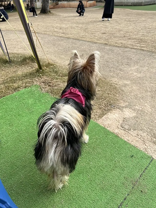 ビビリな我が家のワンコ、ゾーイちゃん