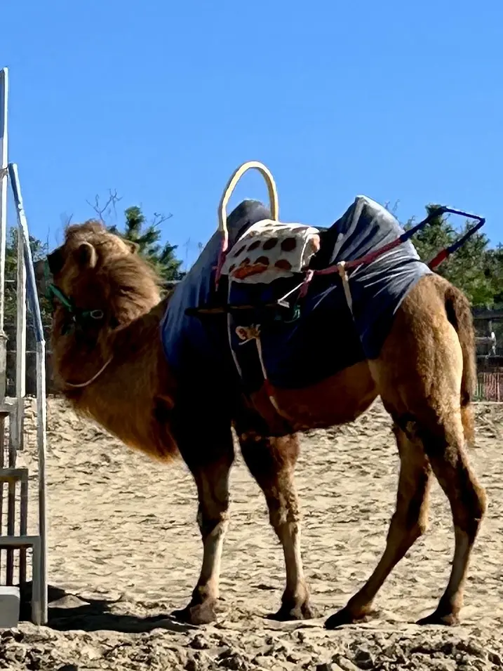 秋の遠足 -11月の鳥取でリフレッシュの画像_8