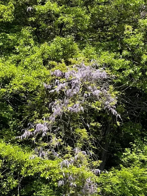 旬の恵みを求めて（G.Wパート1）の画像_4