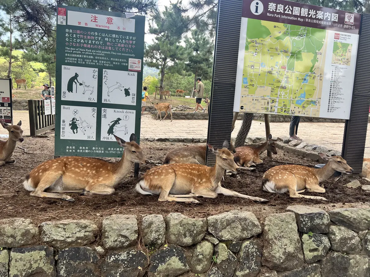 奈良公園の鹿