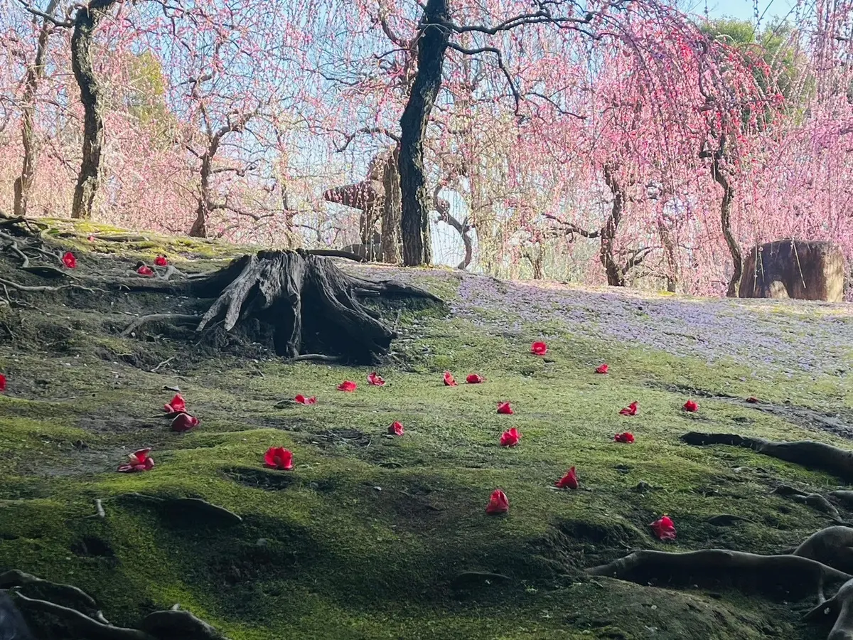 梅の花に圧巻。鈴鹿の森庭園。の画像_4