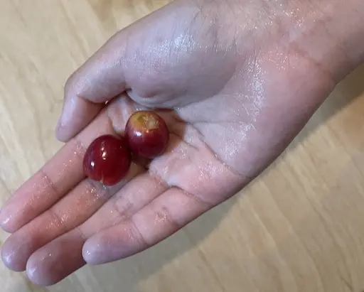 コーヒーチェリー