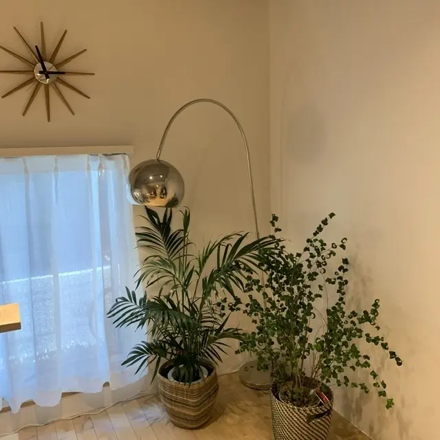 ルーニープラス内、観葉植物