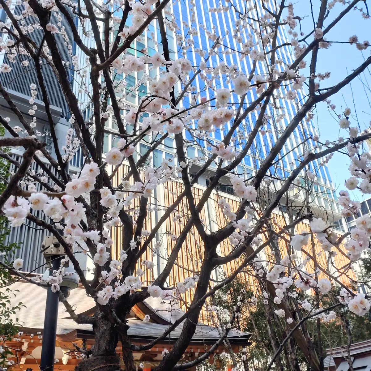 日本橋　福徳神社　梅