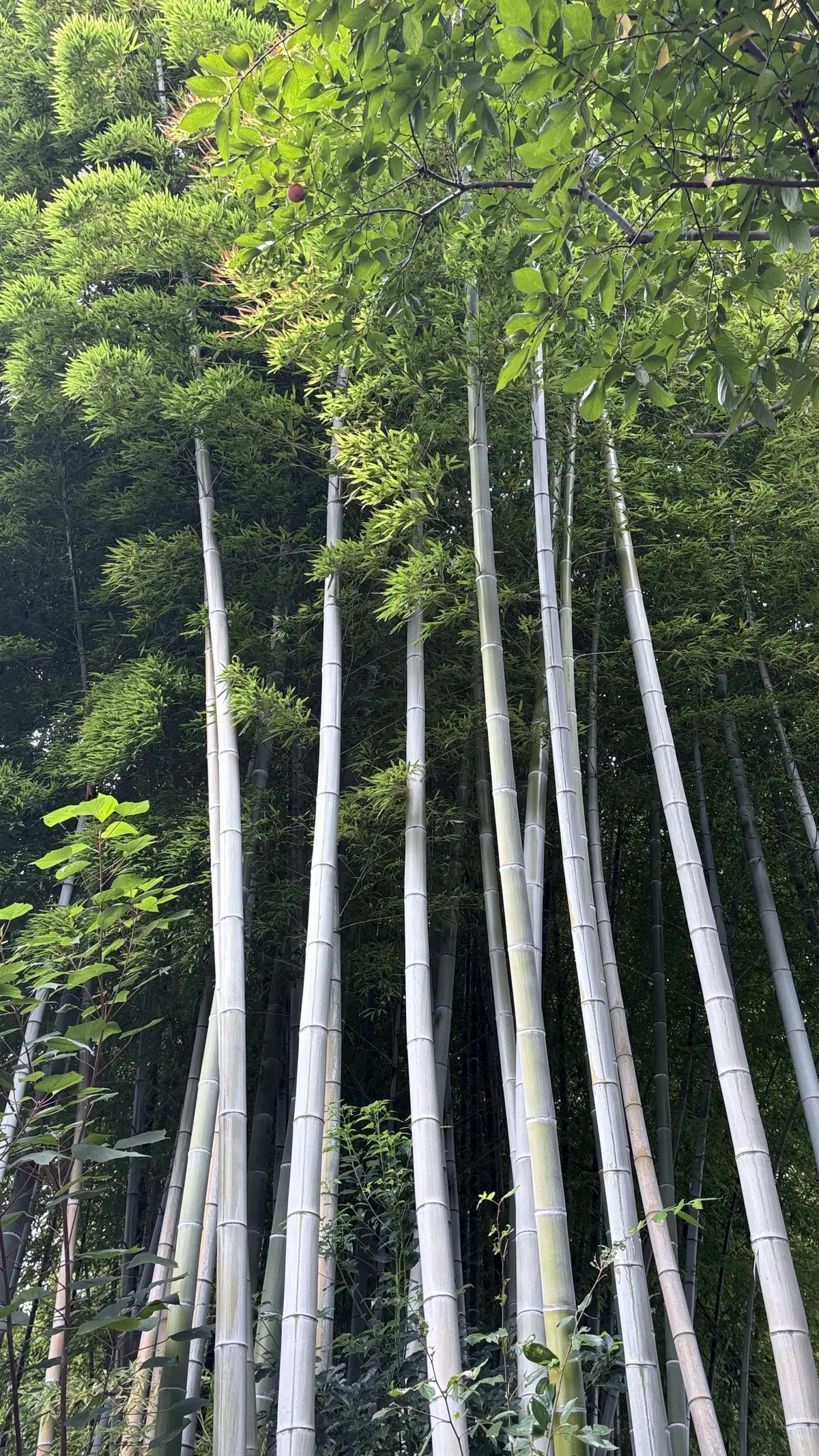 竹林　竹林　深大寺