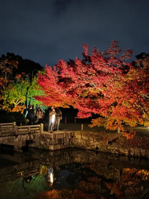 栗林公園ライトアップの画像_1