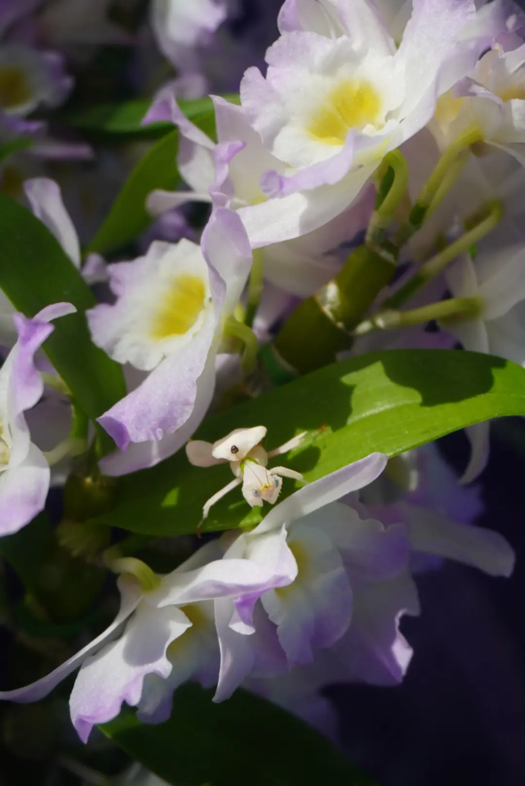 梅も桜も胡蝶蘭まで…花々に囲まれ春の訪れの画像_14