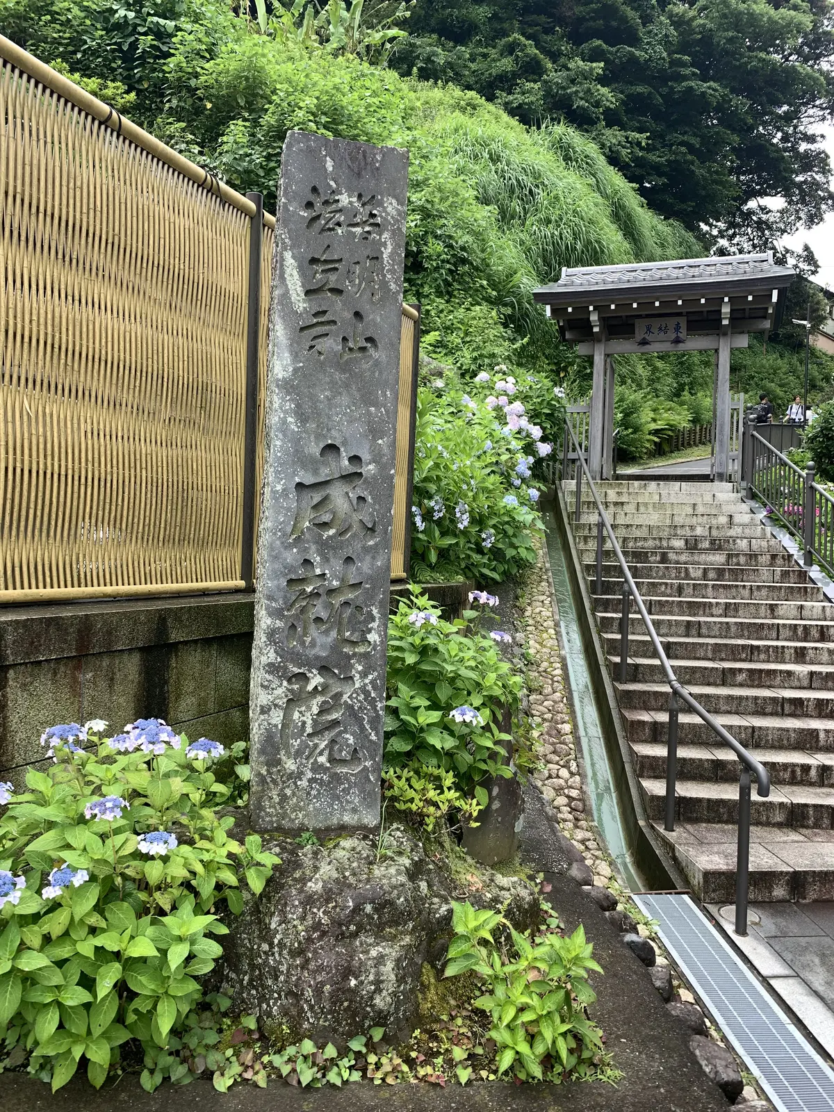 成就院　紫陽花　入口