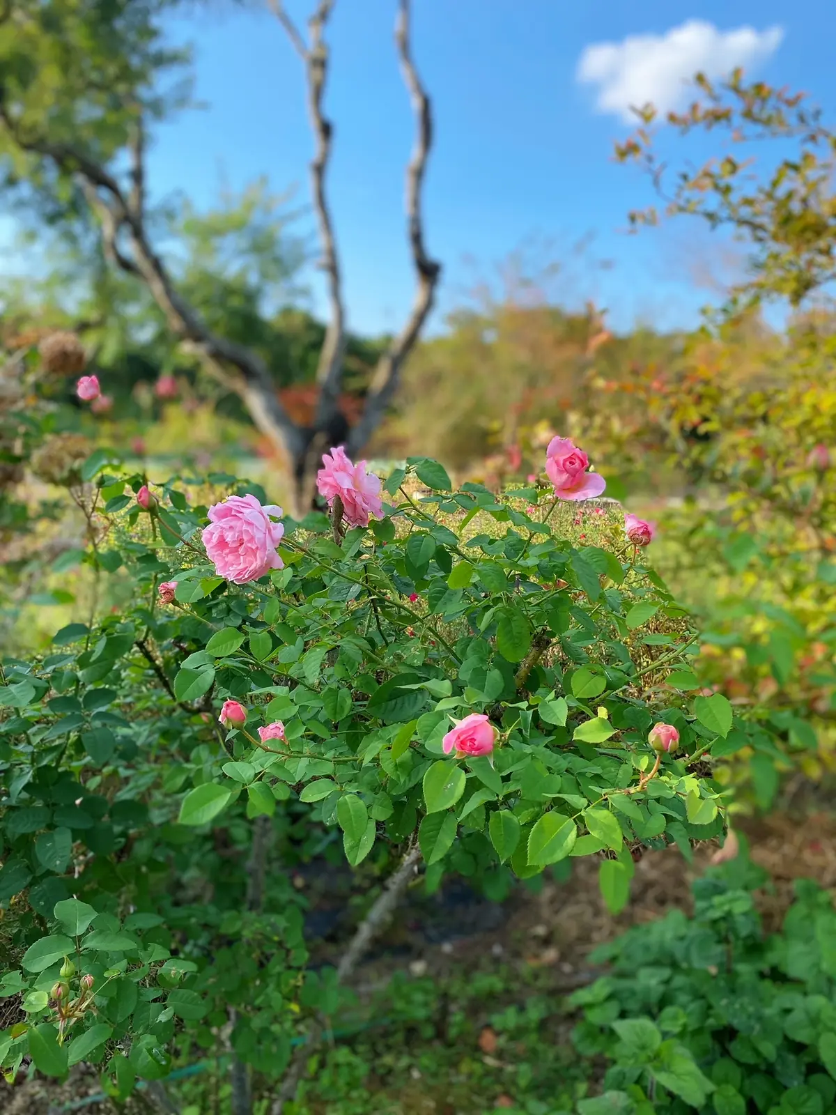 九州旅行　〜別府・美しい大神ファーム〜の画像_13