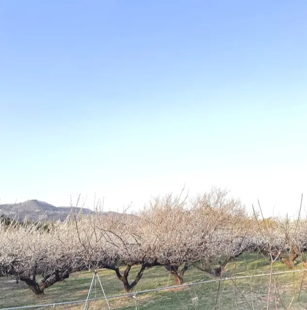 梅さんぽ♪春の香りに包まれた紅白梅が美しの画像_4