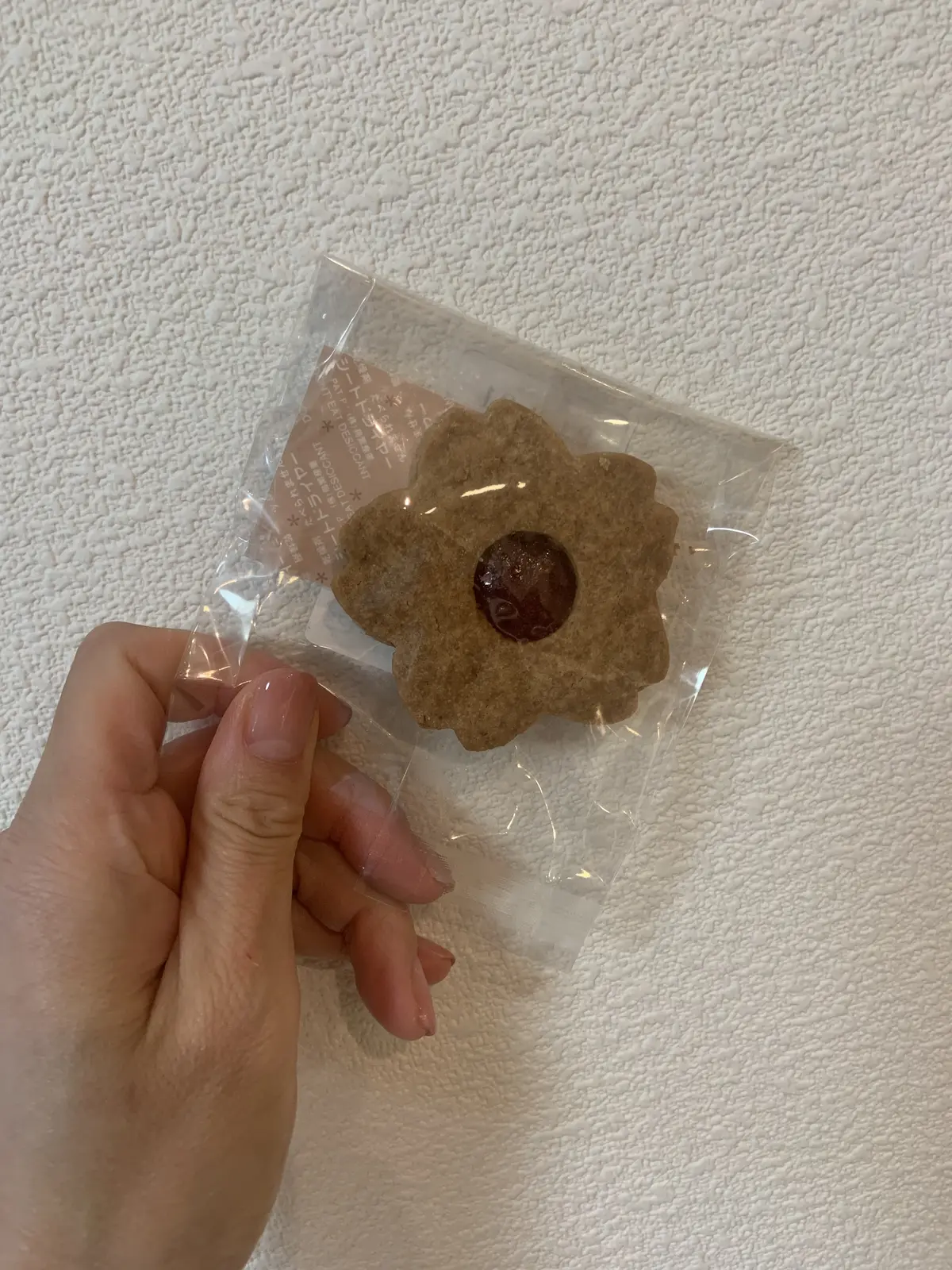 春が来たの画像_1