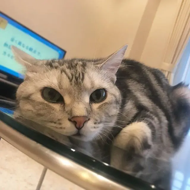 かえる寝スタイルの画像_4