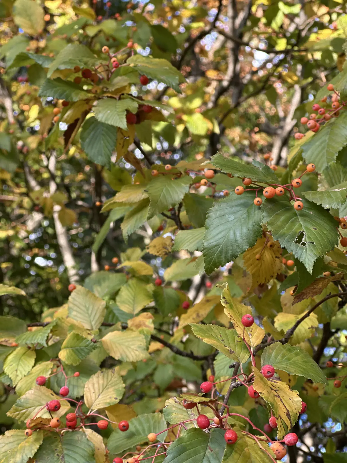 秋の好日、紅葉散る前に・・・。の画像_10