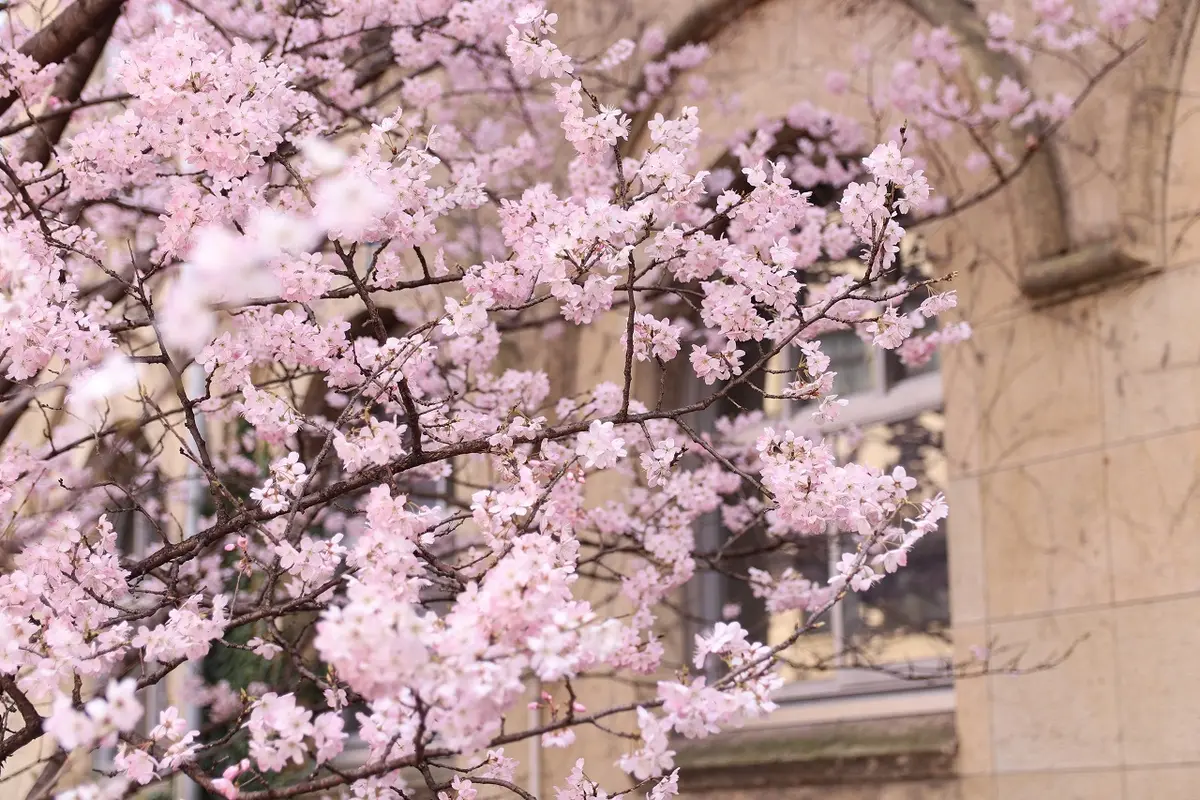 【京都・桜の開花情報 2024年】 元成徳中校舎・成徳学舎の“春めき桜”