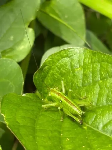 新緑眩しい鎌倉ハイキングに出掛けませんかの画像_15