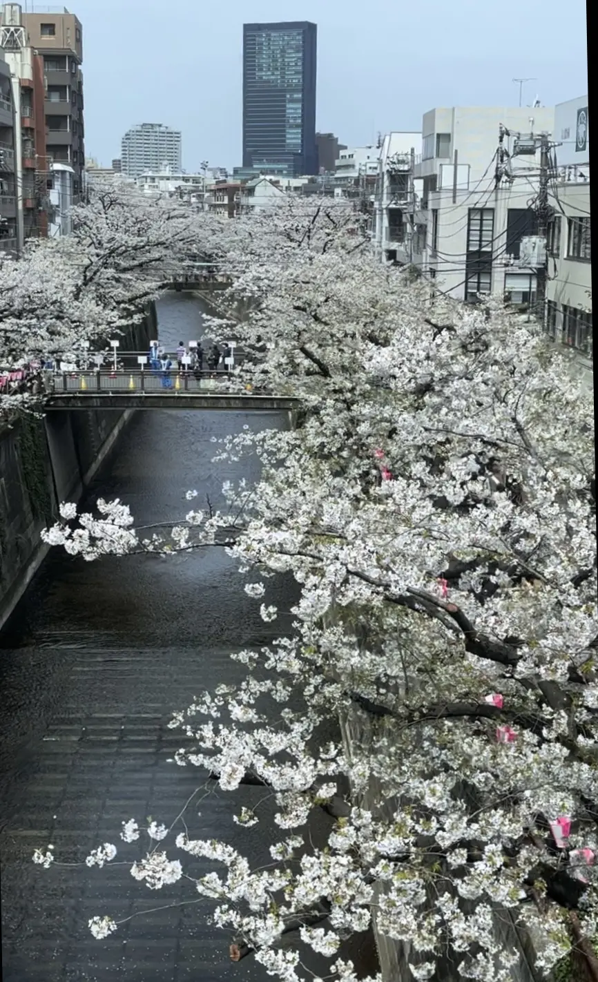目黒川の桜