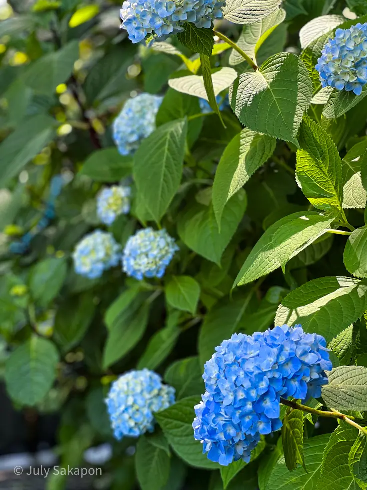 【さかぽんの冒険】海とアジサイの旅❤️@の画像_11
