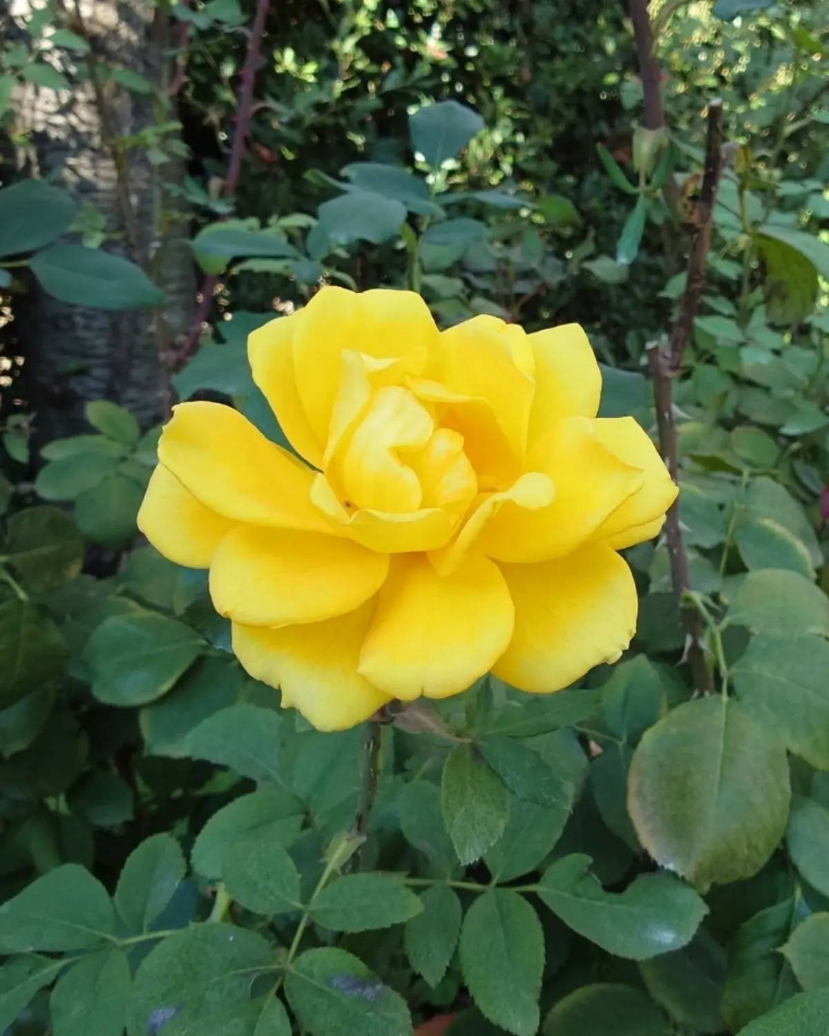 クリスマス・ディスプレイが最上級にかわいの画像_31